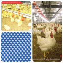Sistema tradicional de alimentación del suelo de pollo / ave de corral